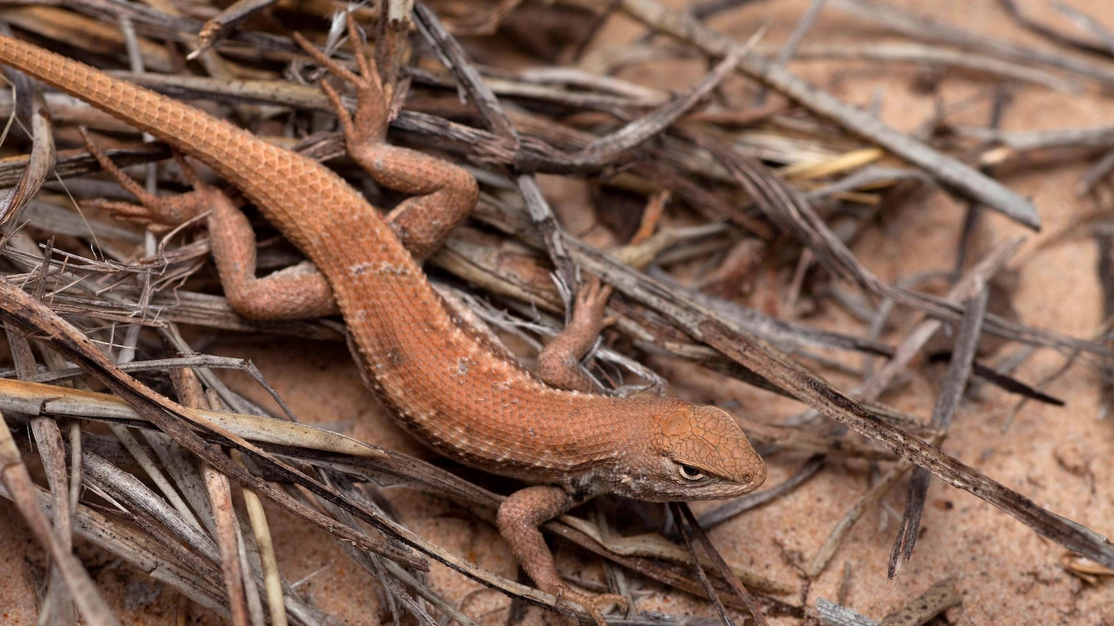 A new endangered list of rare lizards could slow oil and gas drilling in New Mexico and West Texas