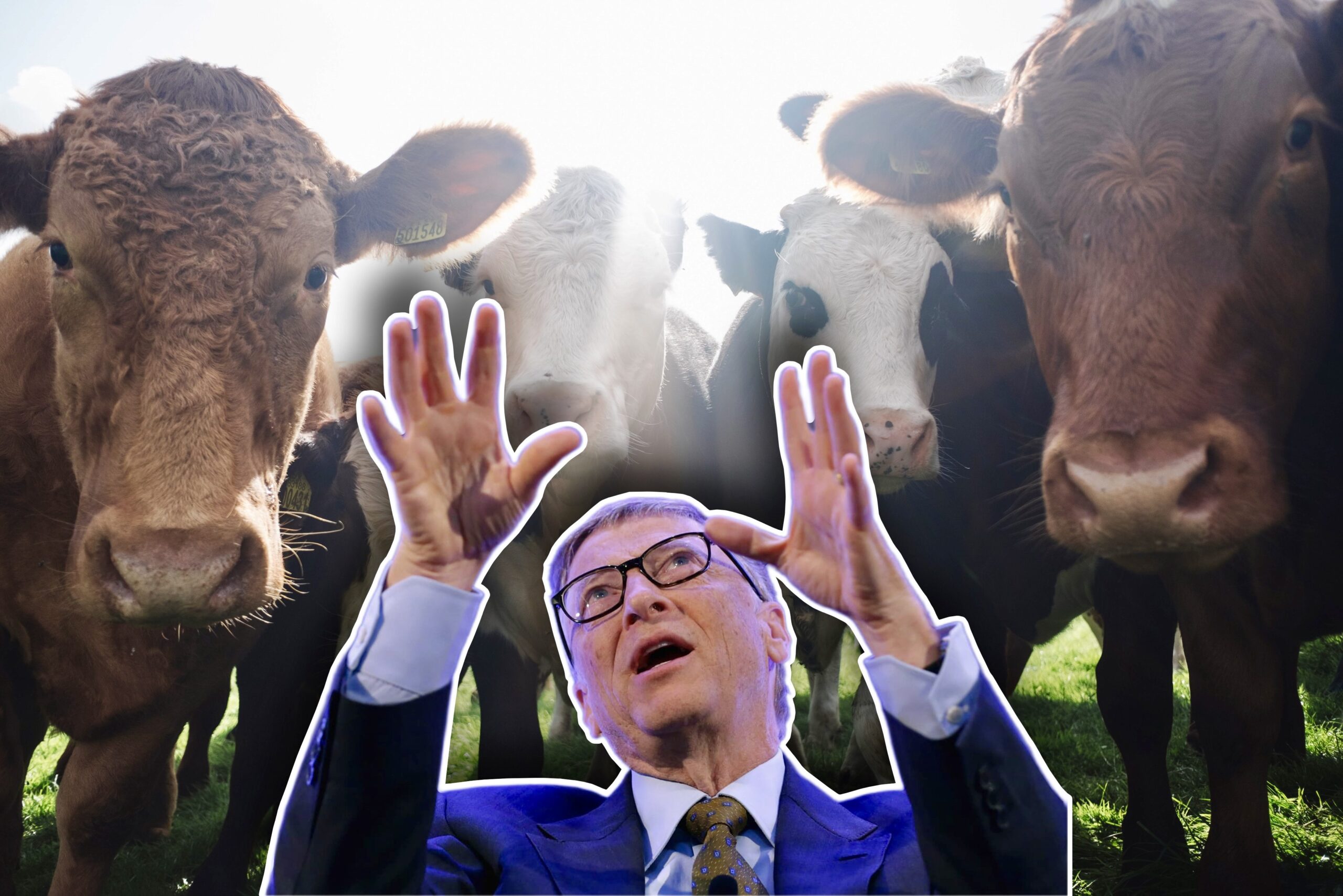 Bill Gates wants a vaccine to stop cow farts and save the planet from so-called climate change |  The Gateway expert