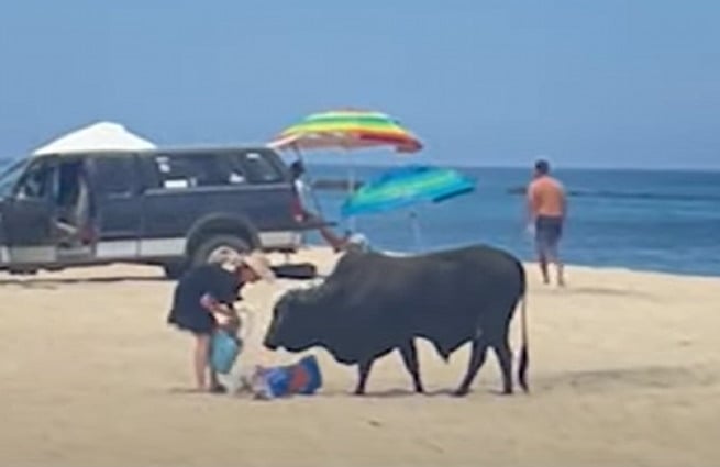 NOT SMART: Woman gored by huge bull on Mexico beach after feeding him (VIDEO) |  The Gateway expert