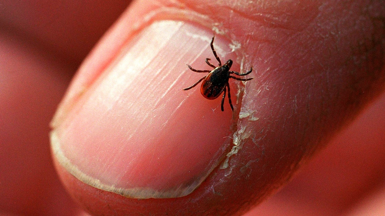Summer is tick season, but these tips can help you avoid the blood-sucking insects