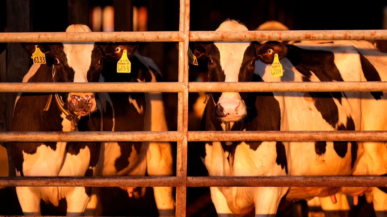 The US is pledging money and other aid to track and contain bird flu on dairy farms