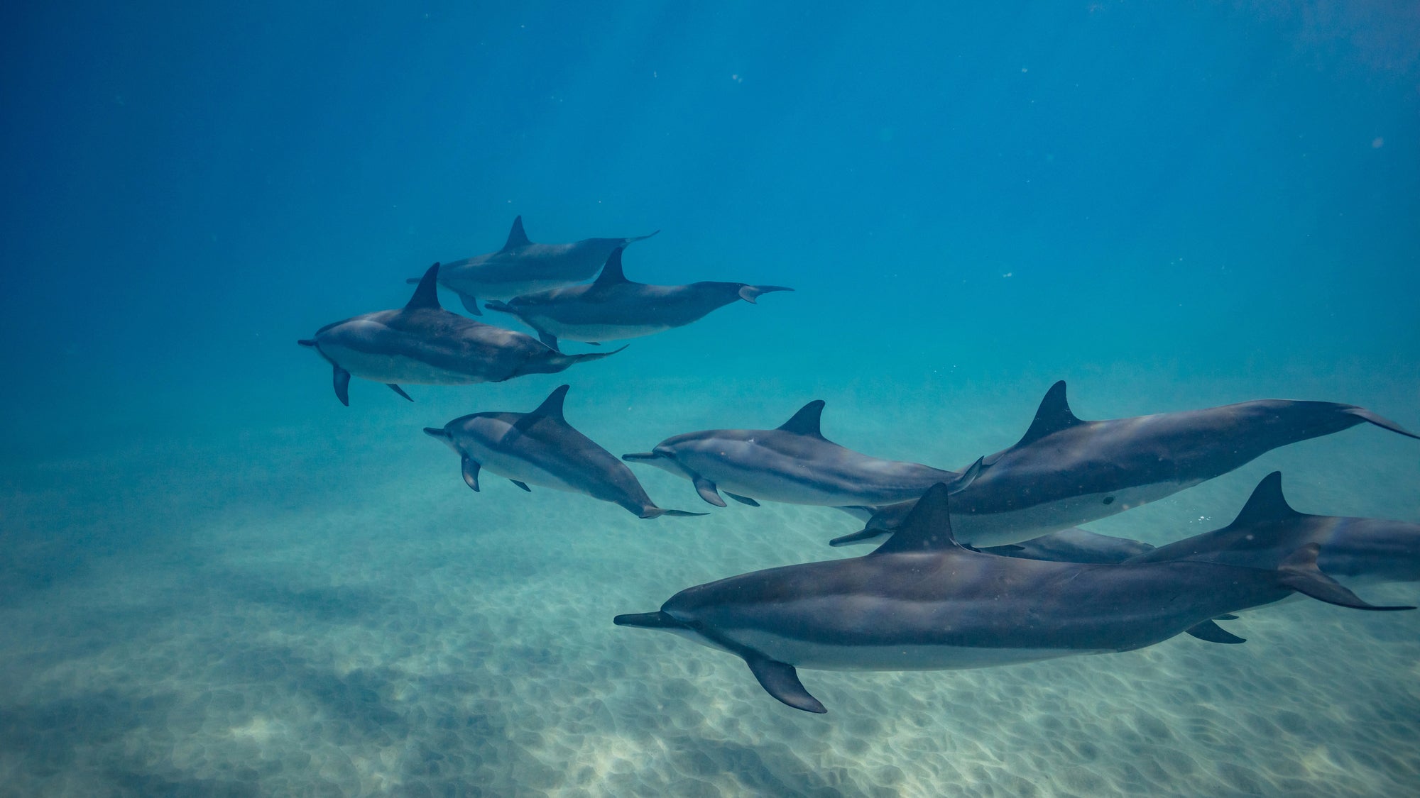 To find out the age of dolphins, ask about their poop