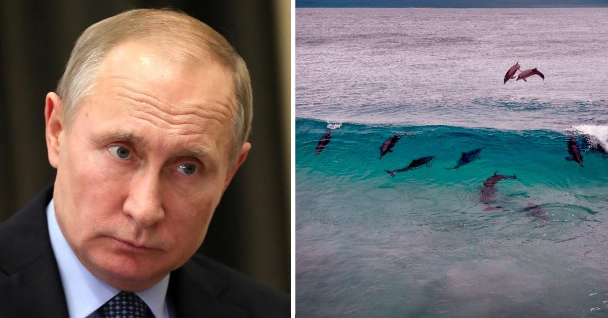 Vladimir Putin slaughters more than 80,000 dolphins and other species in Ukraine war - Trend Feed World