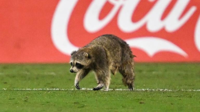 WATCH: Raccoon runs onto the field during the Philadelphia Union-New York City FC match